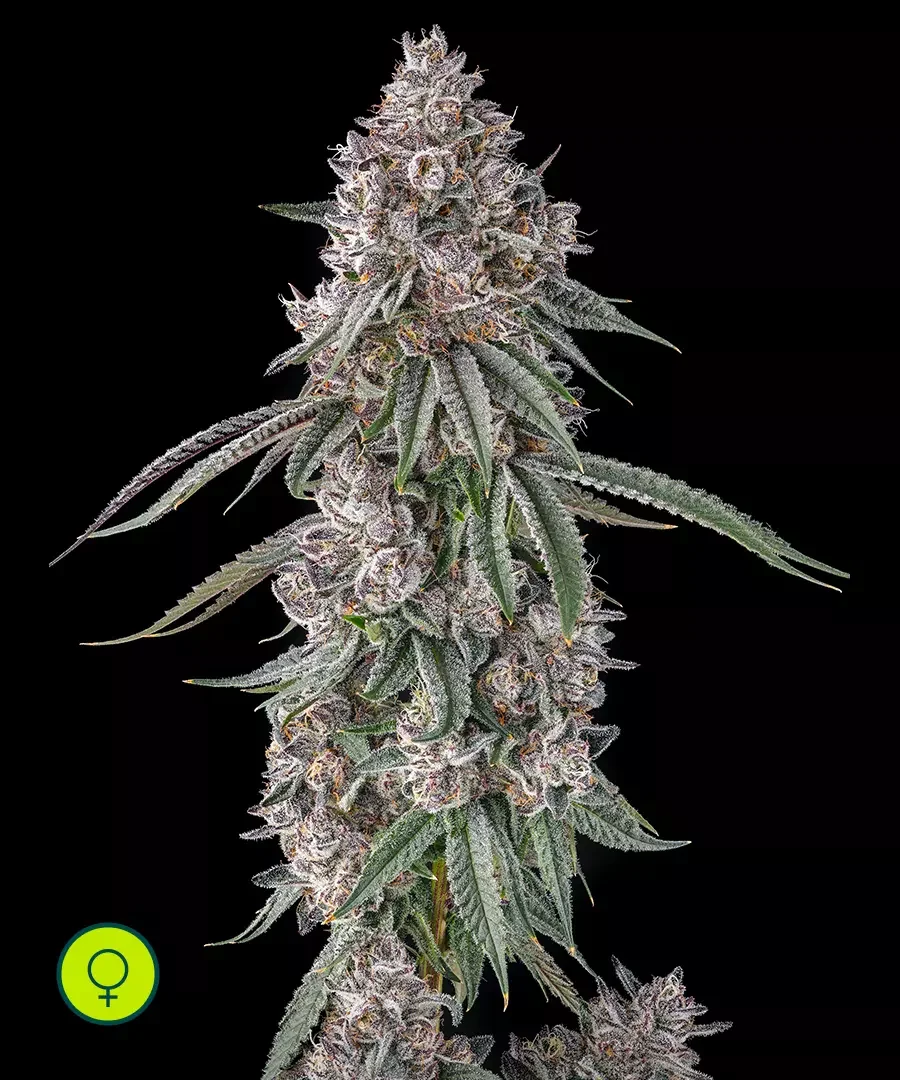 Lemon Chain 4