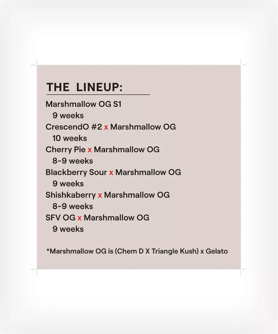 Marshmallow Og Multipack 2