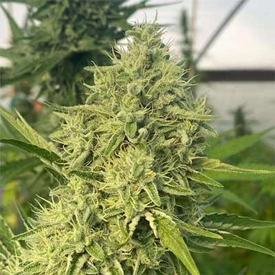 Black Beard