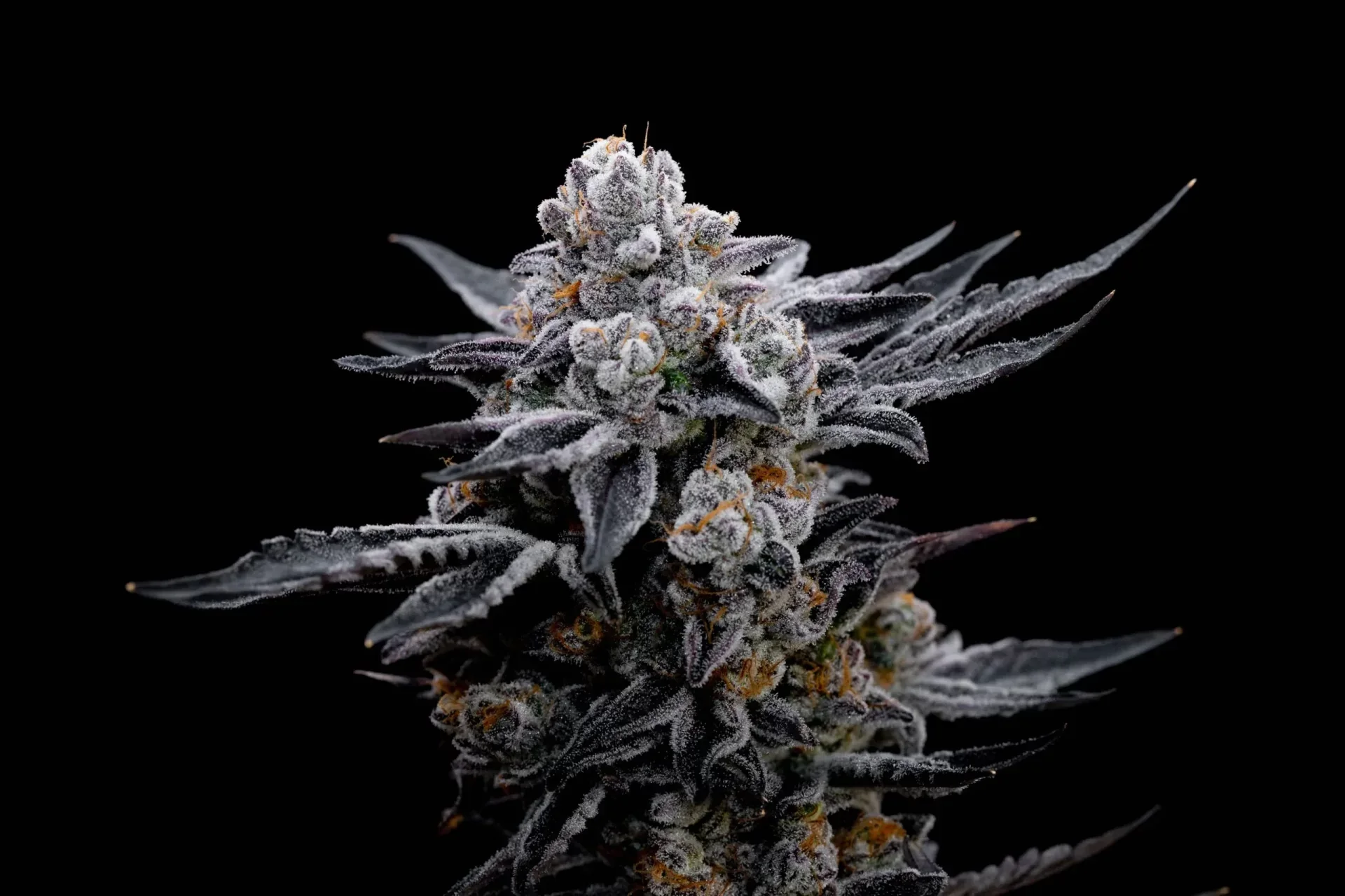 Gelato Black 3