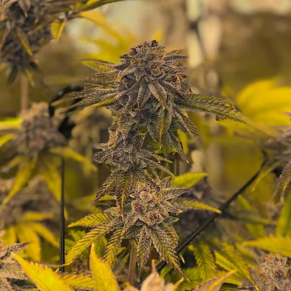 Fruit Cake Cbd