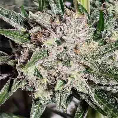Pink Fritter 3