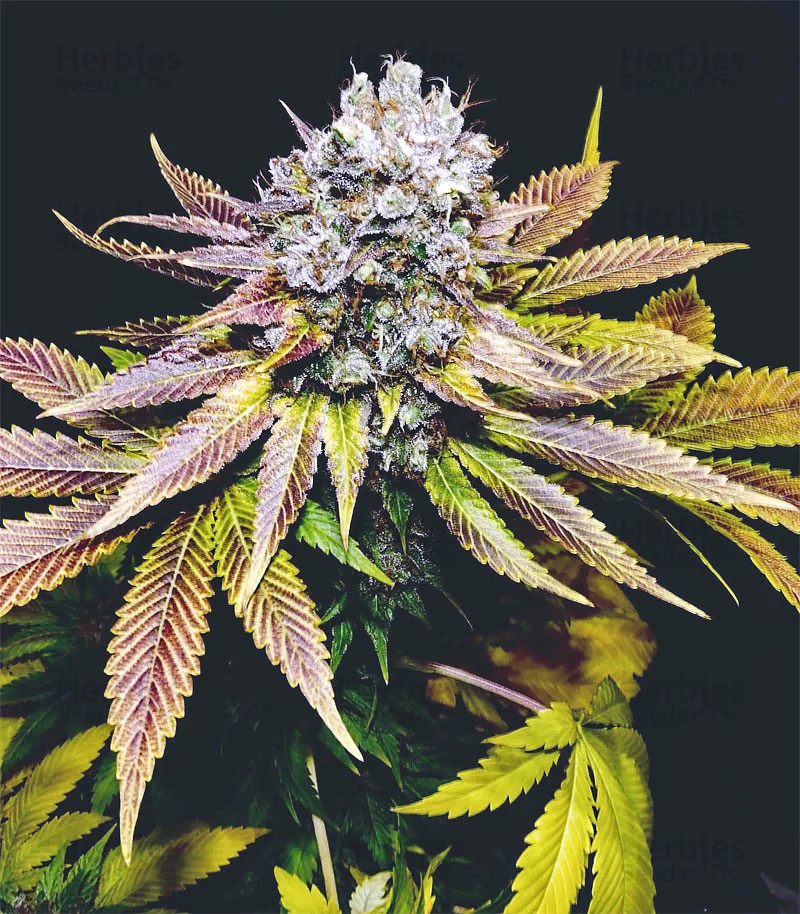 Blueberry Og 2