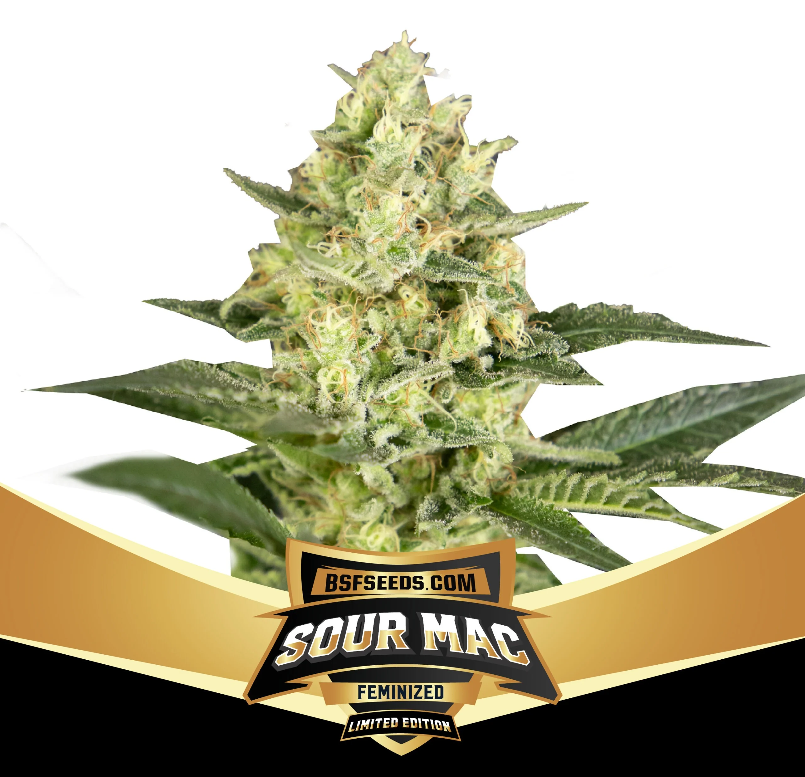 Sour Mac Limited Edition 3