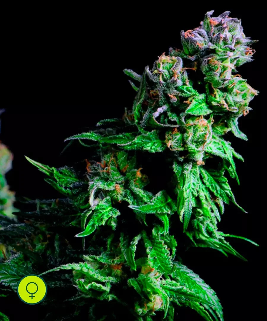 Purple Urkle