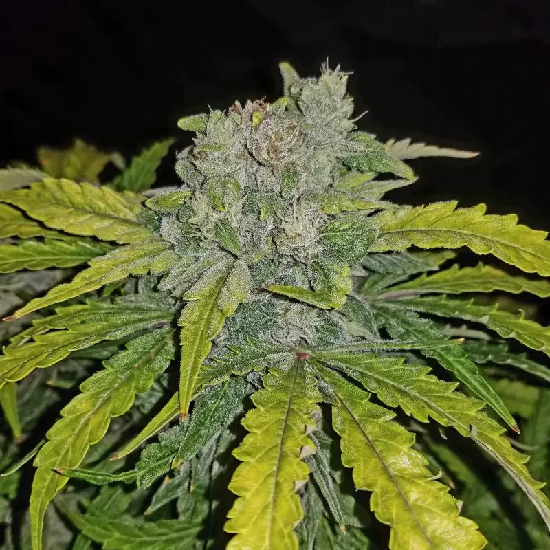 Green Crak Cbd Latitudsurseeds