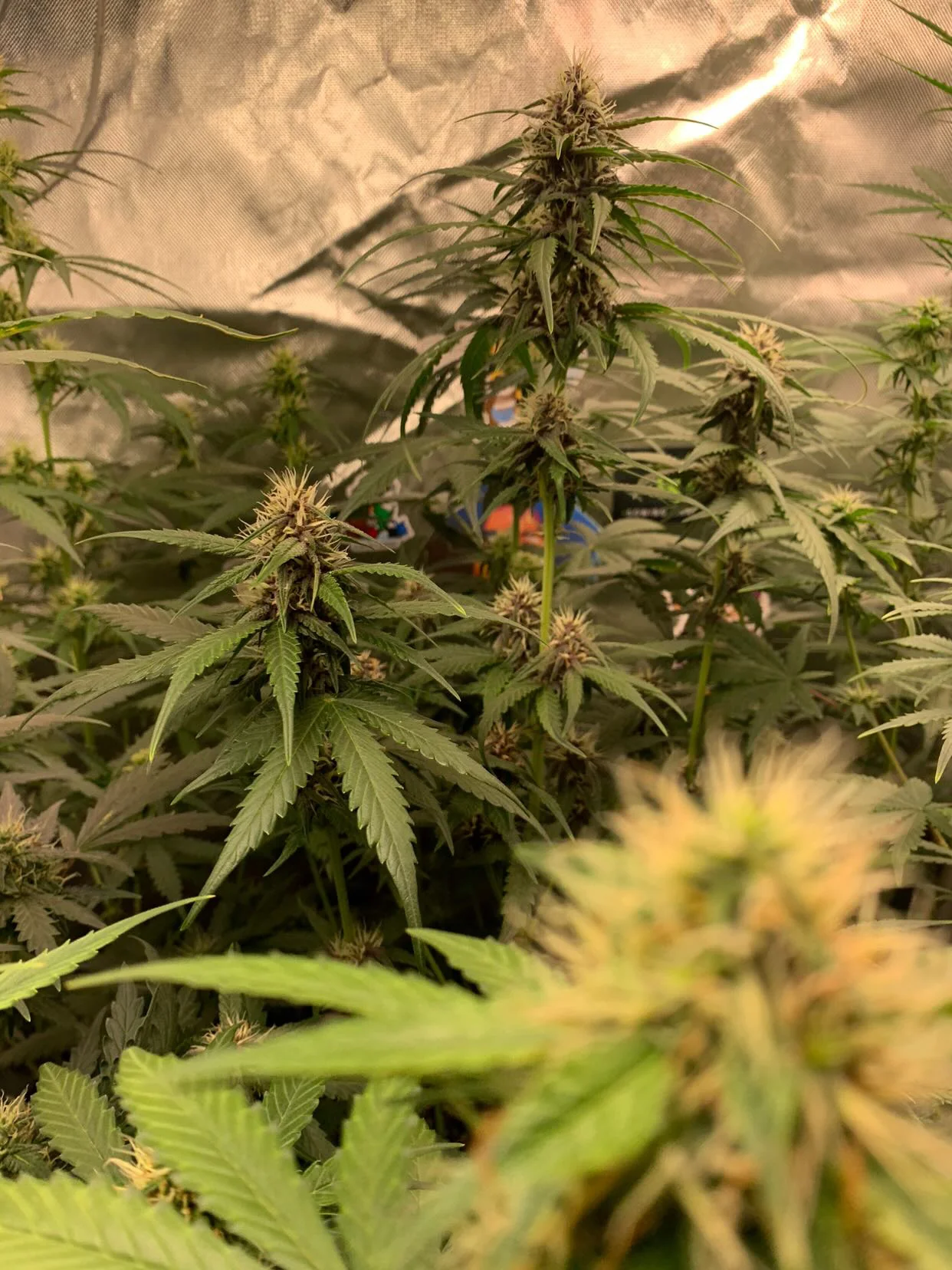 Gorilla Glue