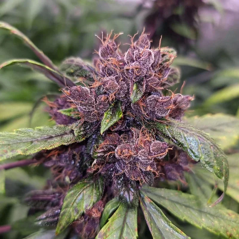 Forbidden Cherry