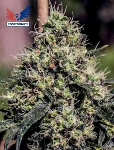 Lemon Trip