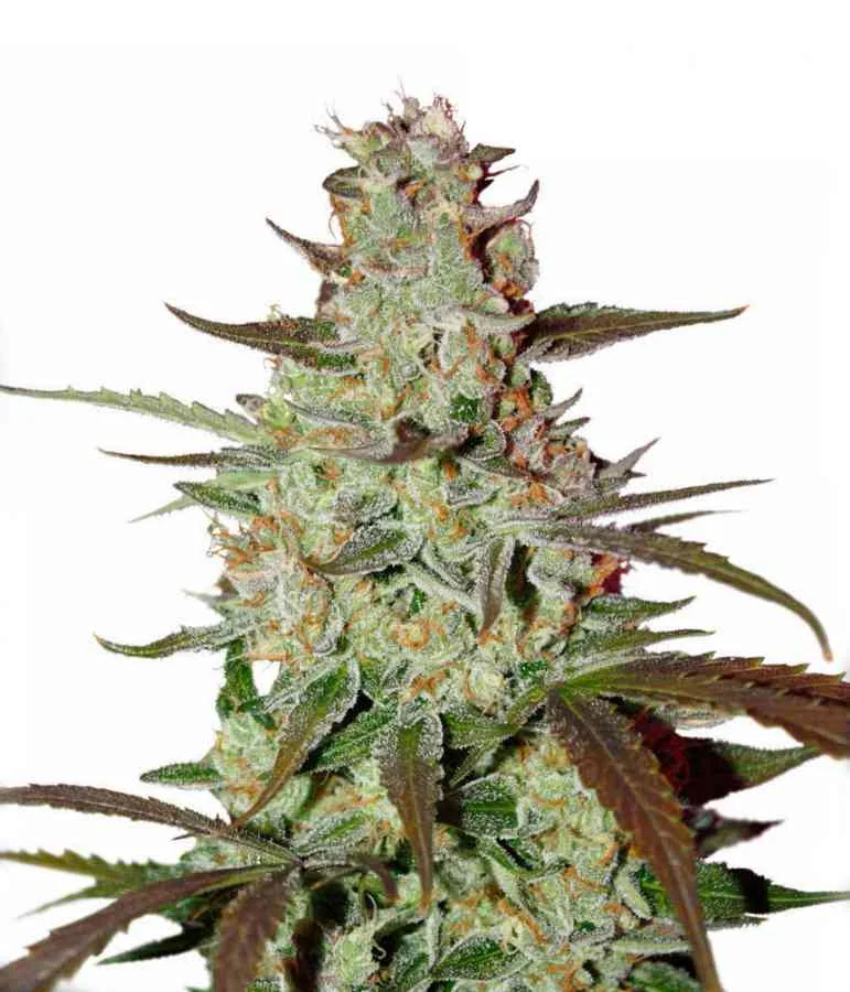 Blue Mazar 2