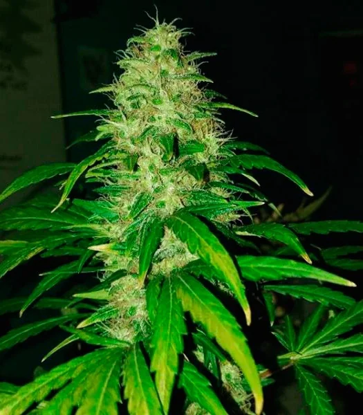 Fresh Candy 5