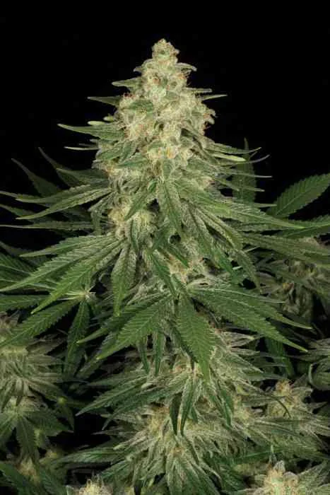 Allkush 4