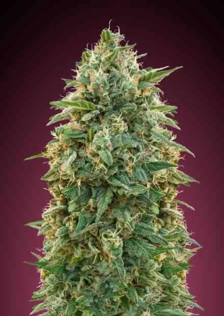 Amnesia 5