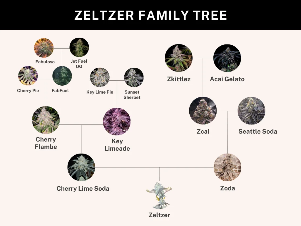 Zelter 3