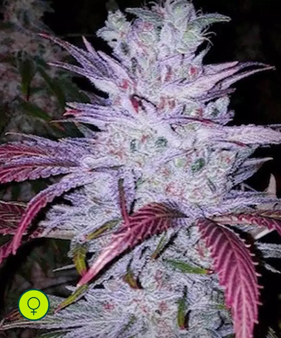 Lemon Berry Rbx 2