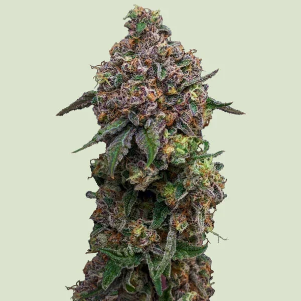 Cosmic Cheddar F1 3