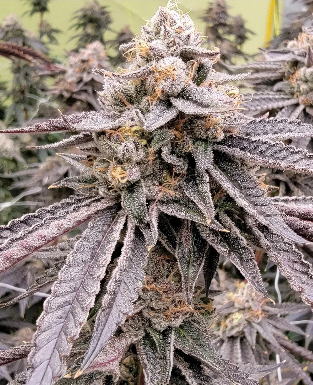 Atomic Tangerine 4