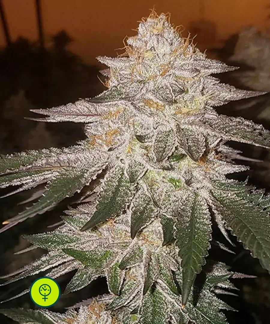 Pina Rbx2 2