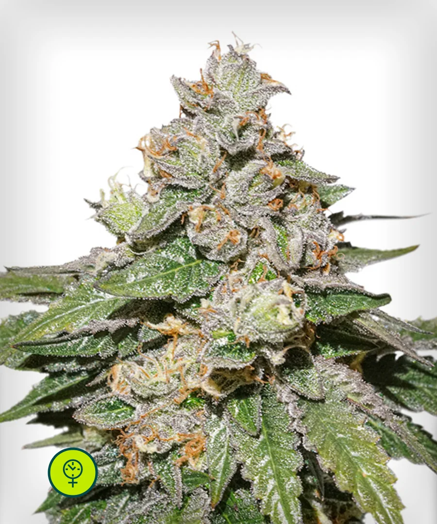 Mokum S Tulip 3