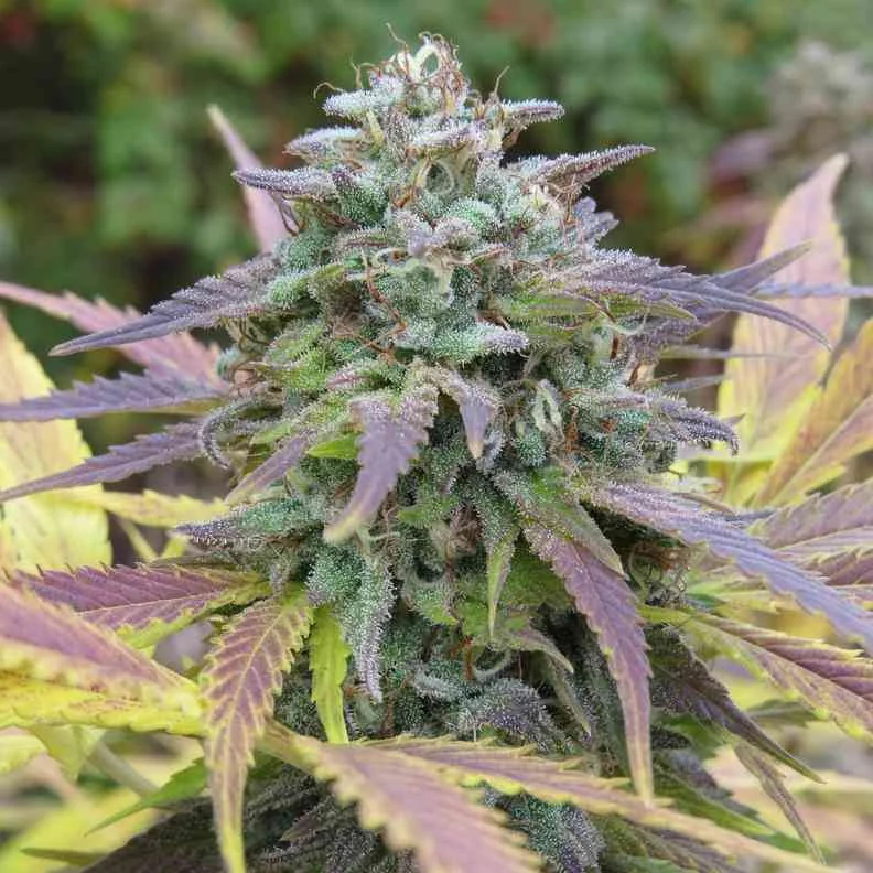 White Berry 5