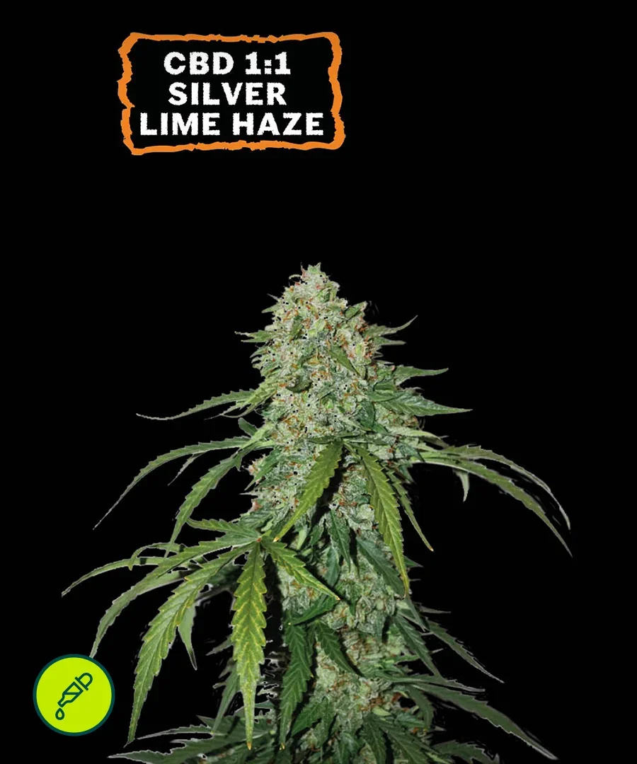 Haze Cbd