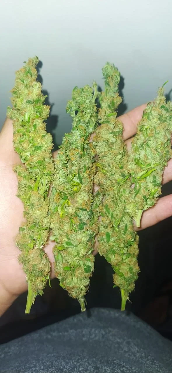 Eddy Super Bud