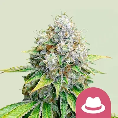 Og Kush 2