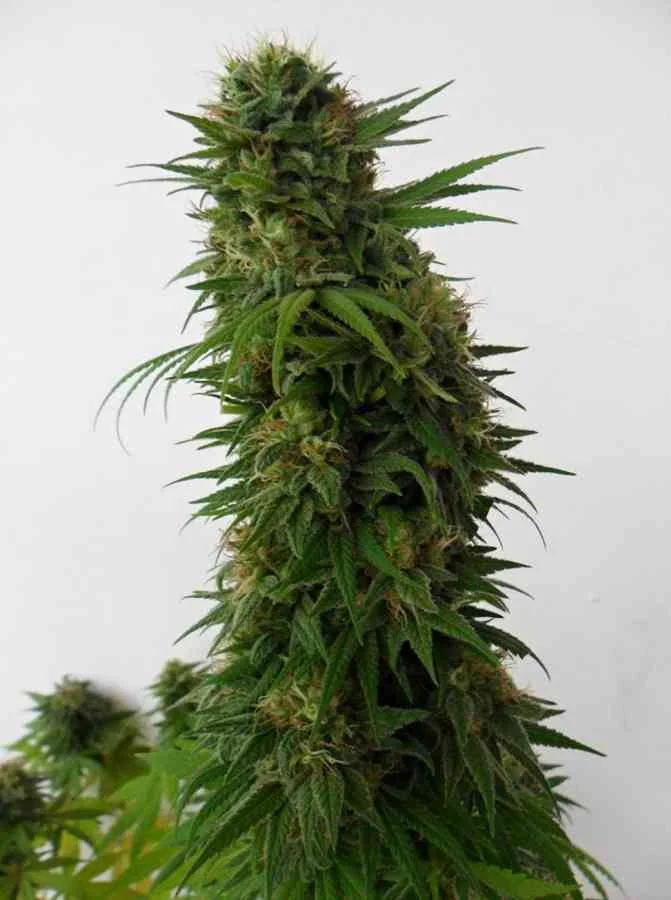 Snow Bud 2