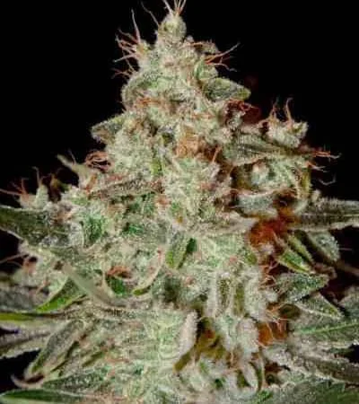 Lemon Skunk 5