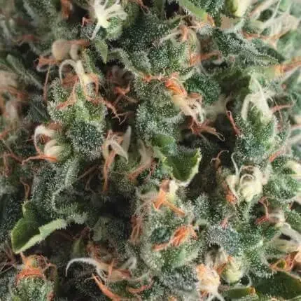 Og S Kush