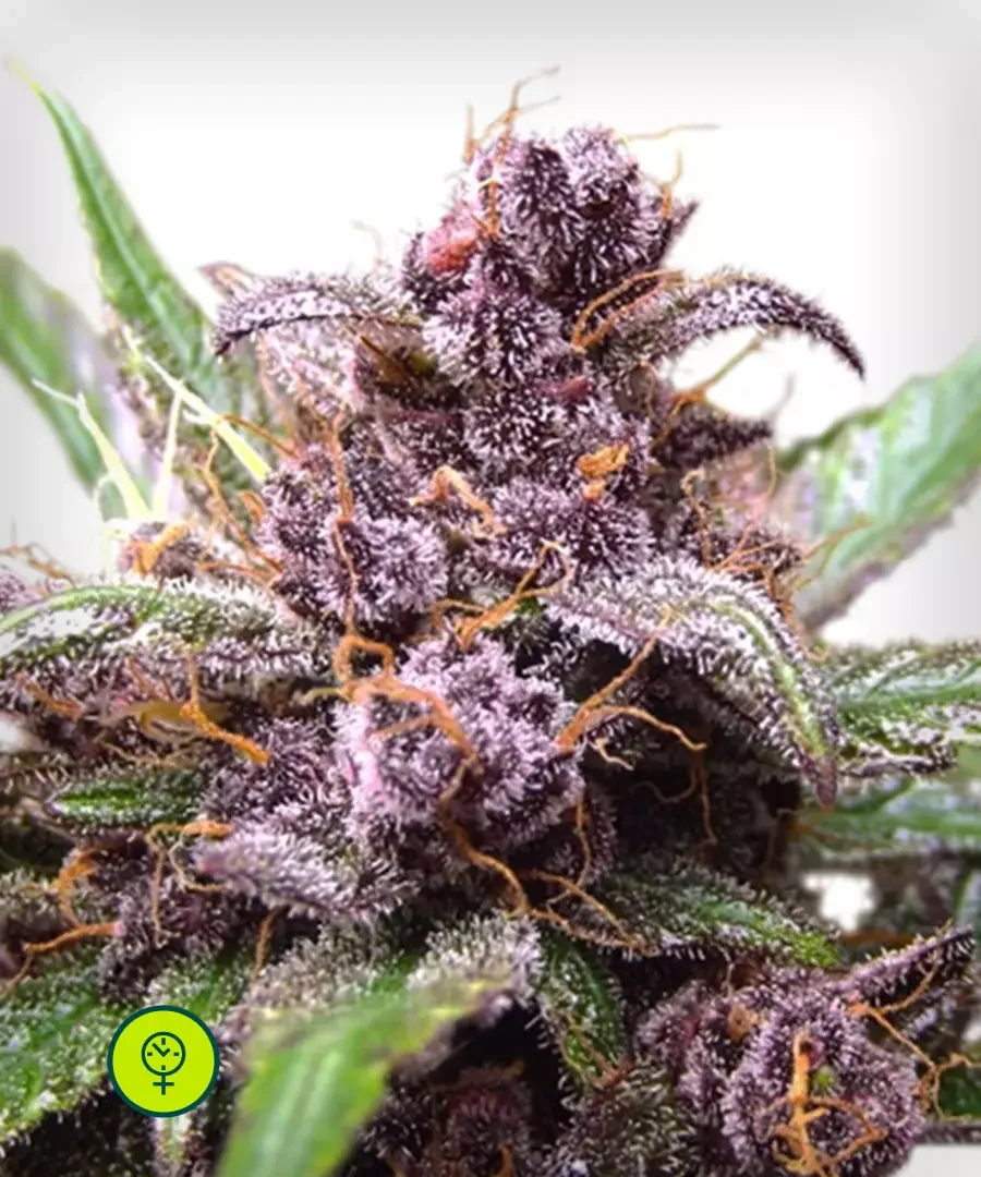 Blackberry Kush