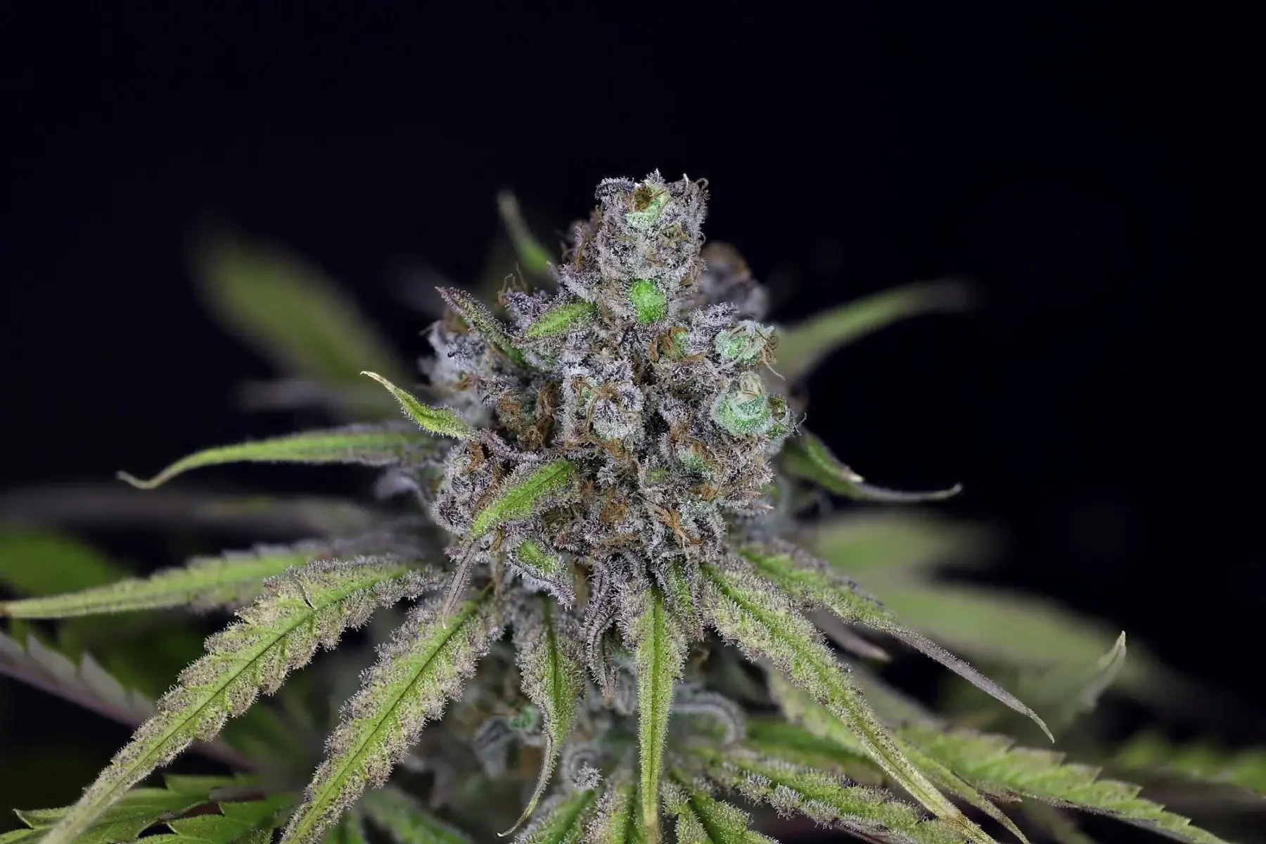 Critical Purple Latitudsurseeds