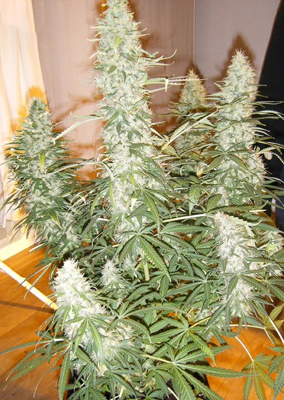 Xtreme Haze 2