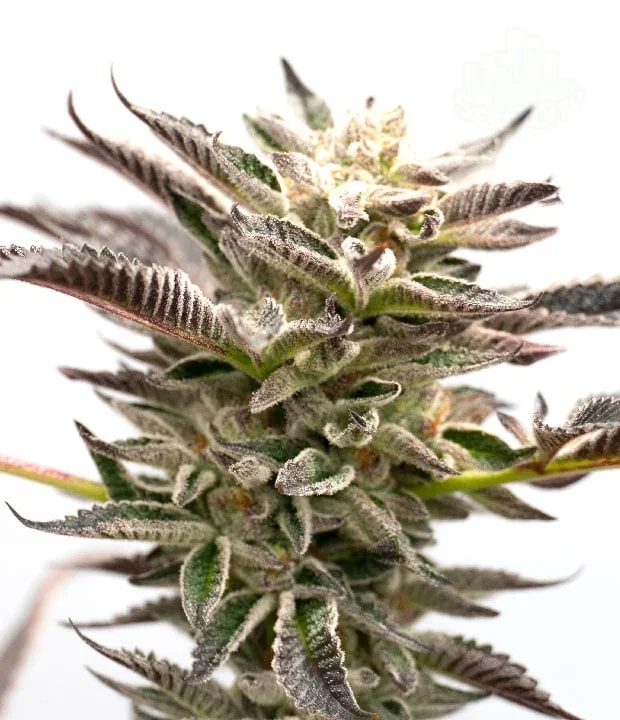 Grappe Tangie