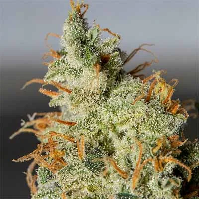Orange Kush 2