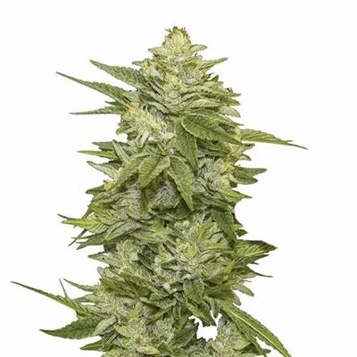 Gg 48