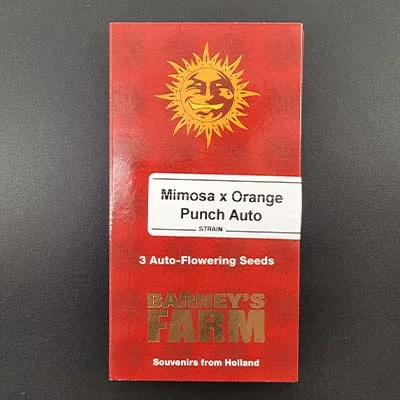 Mimosa X Orange Punch 2