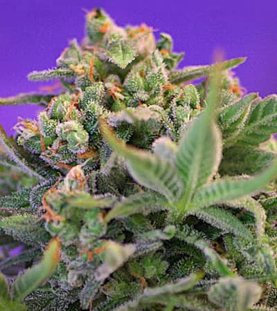 Sweet Cheese 3