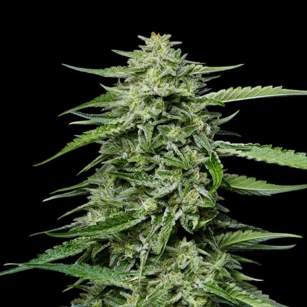 Blueberry Honey 2