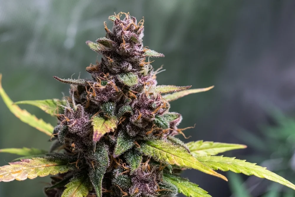 Gelatto Latitudsurseeds 5