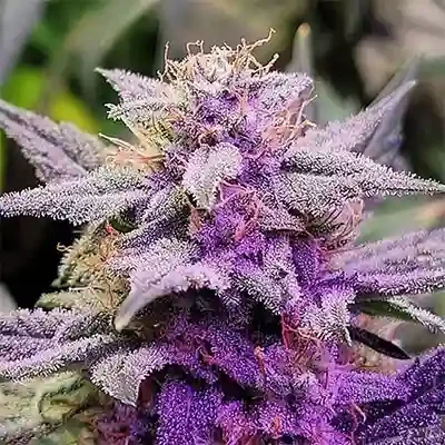 Purple Thai