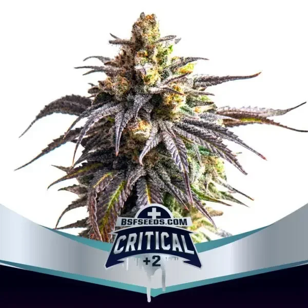 Critical 2 Xxl