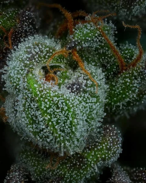 All Gas Og