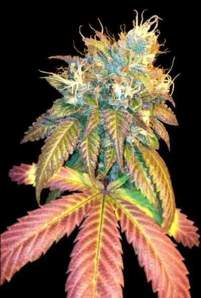 Sour Secret