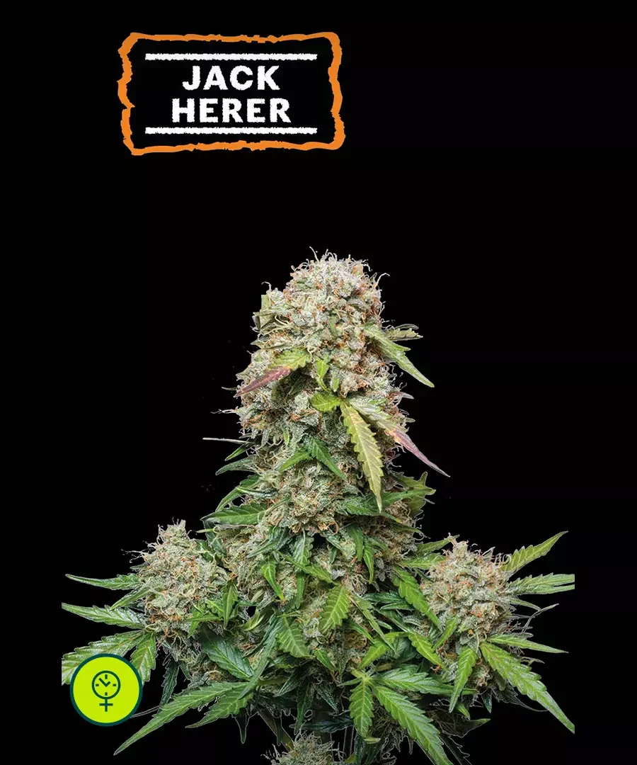 Jack Herer