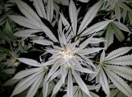 Somango 5