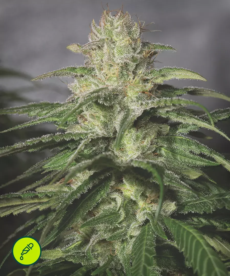 O G Kush 3