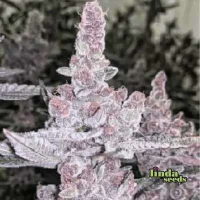 Tropicanna Cookies