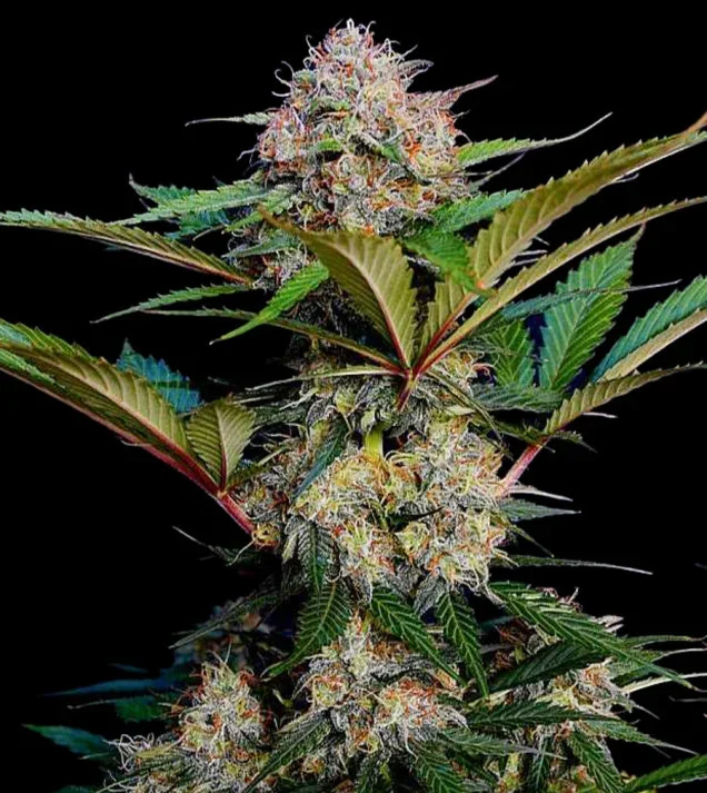 Critical Caramel Latitudsurseeds
