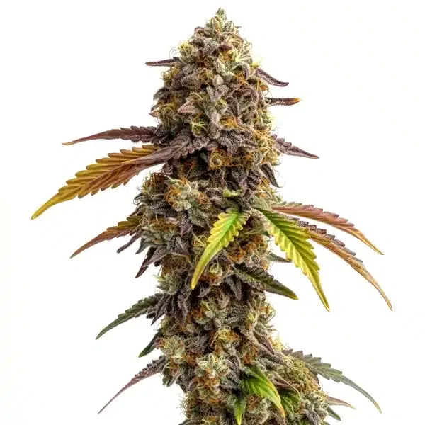 Tangie Sunset Latitudsurseeds
